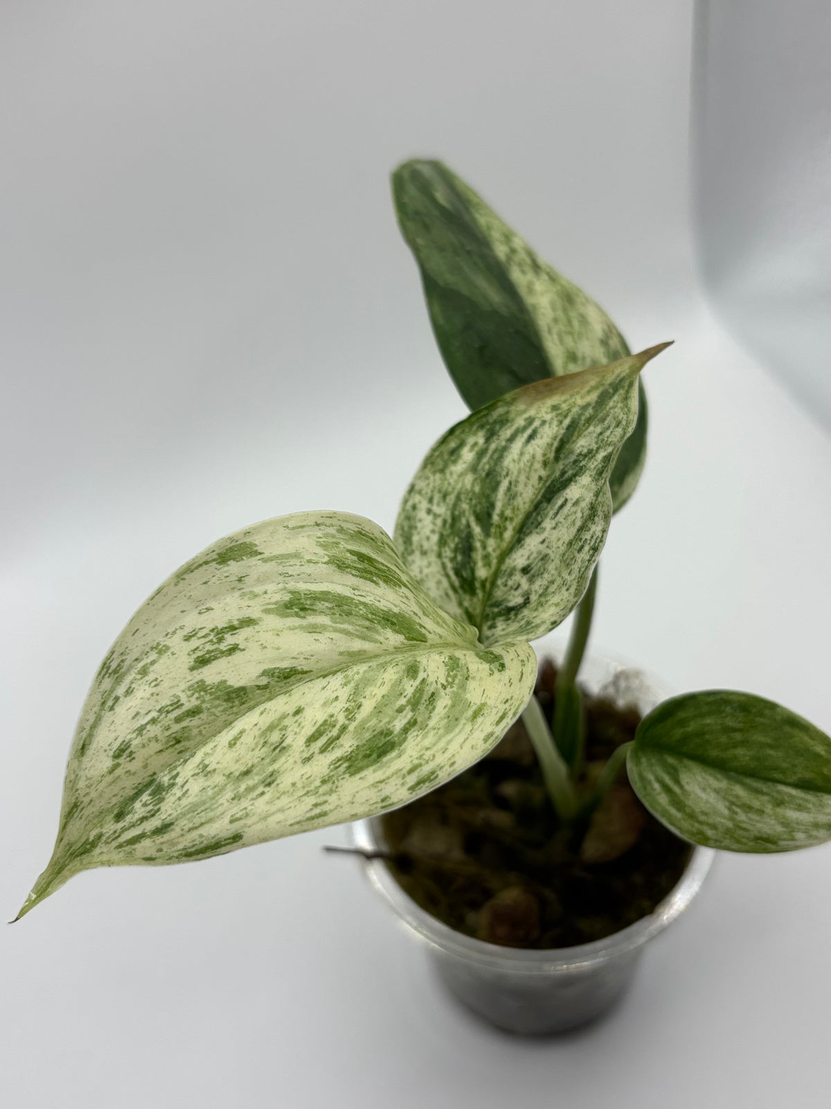Scindapsus