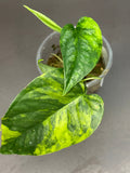 Monstera siltepecana aurea