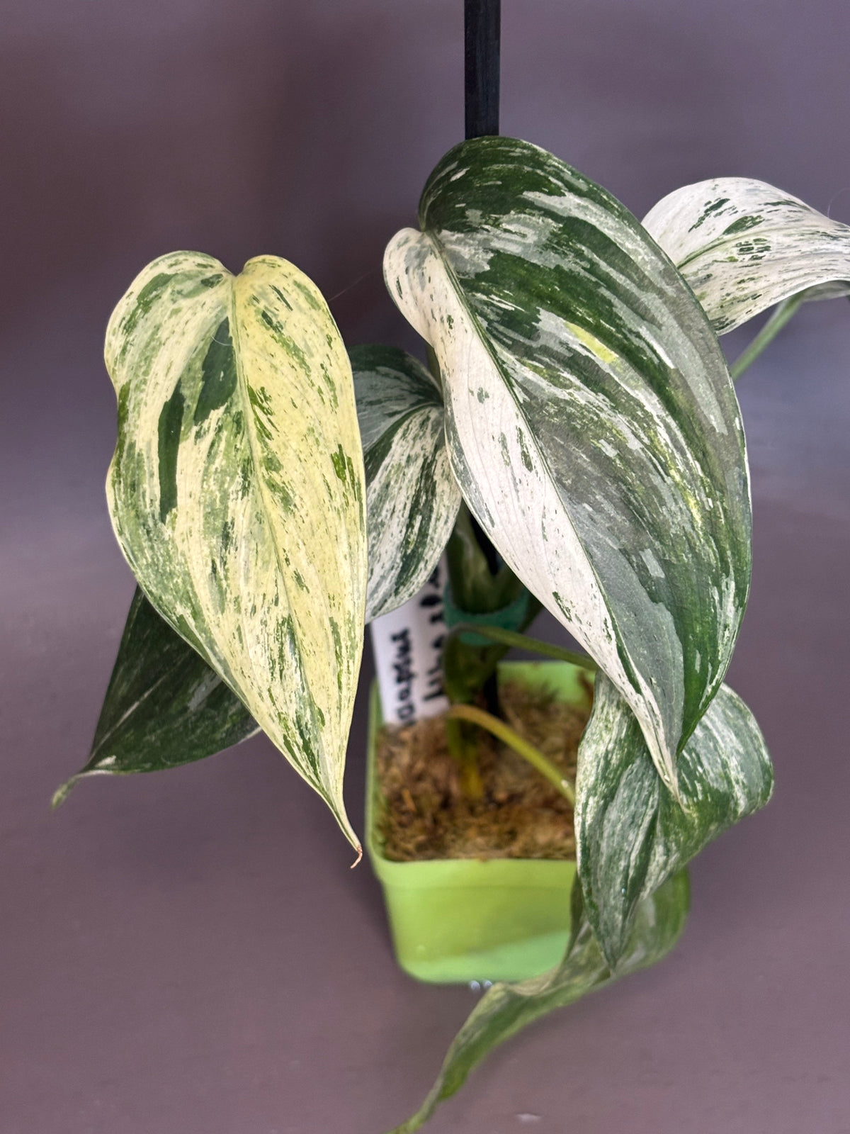 Scindapsus blue albo sp. salaka