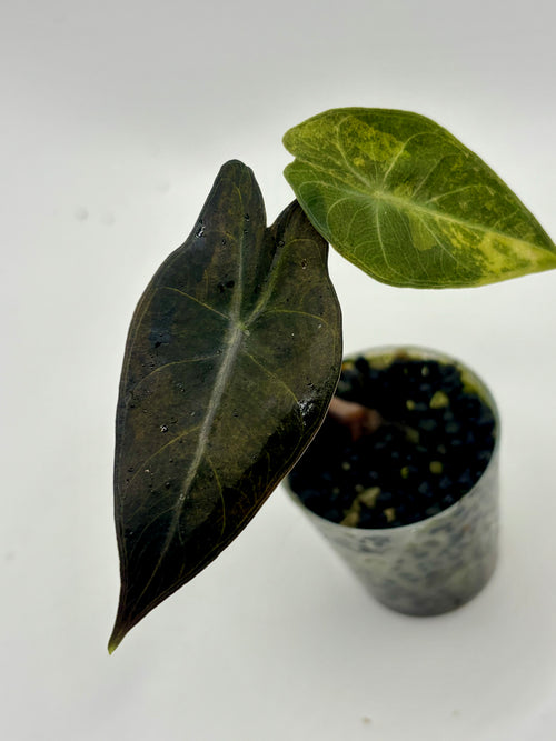 Alocasia Pink Dragon Aurea