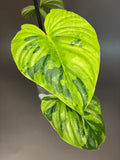 Philodendron Plowmanii Variegata