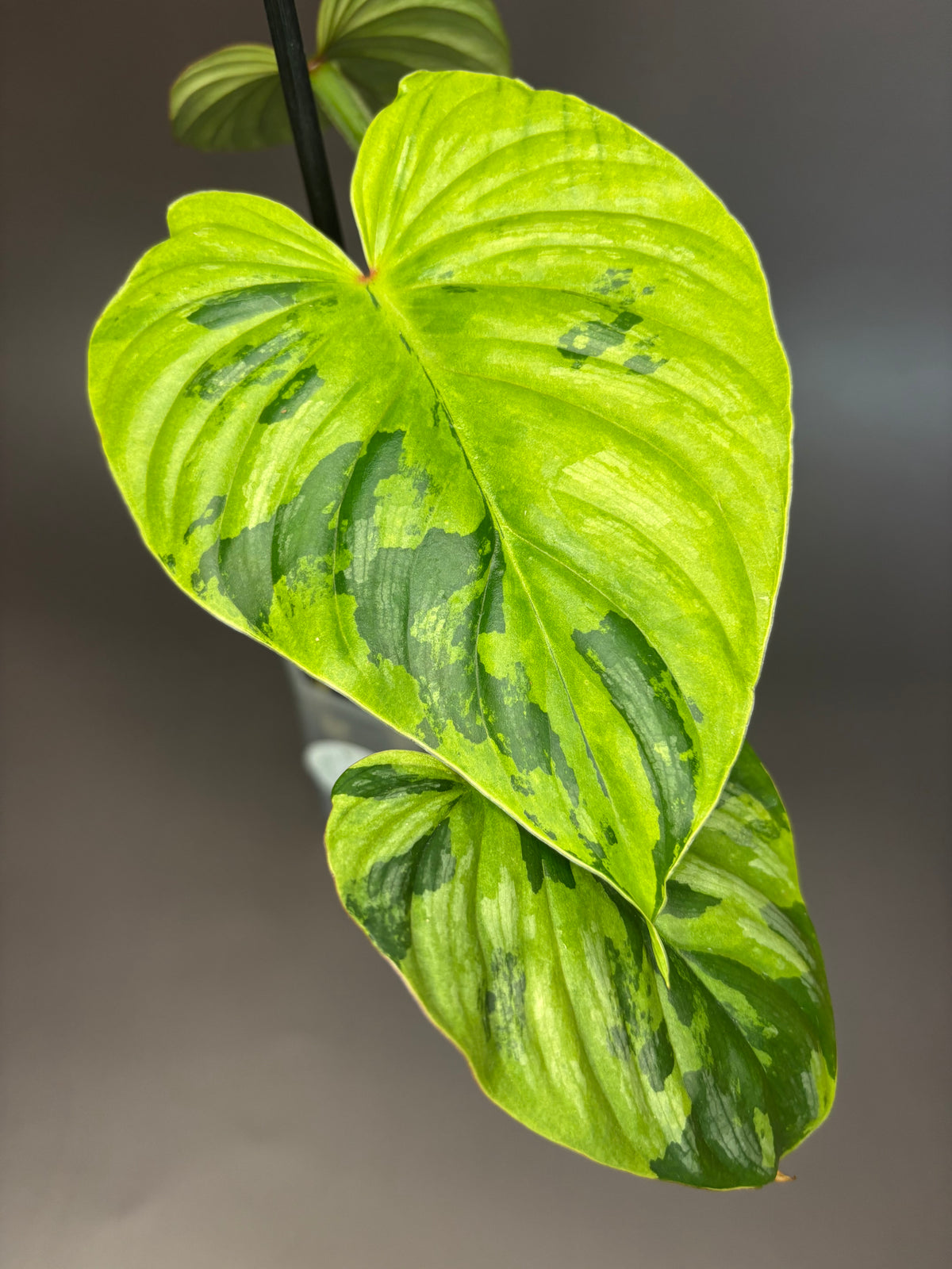 Philodendron Plowmanii Variegata