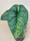 Alocasia Melo Aurea