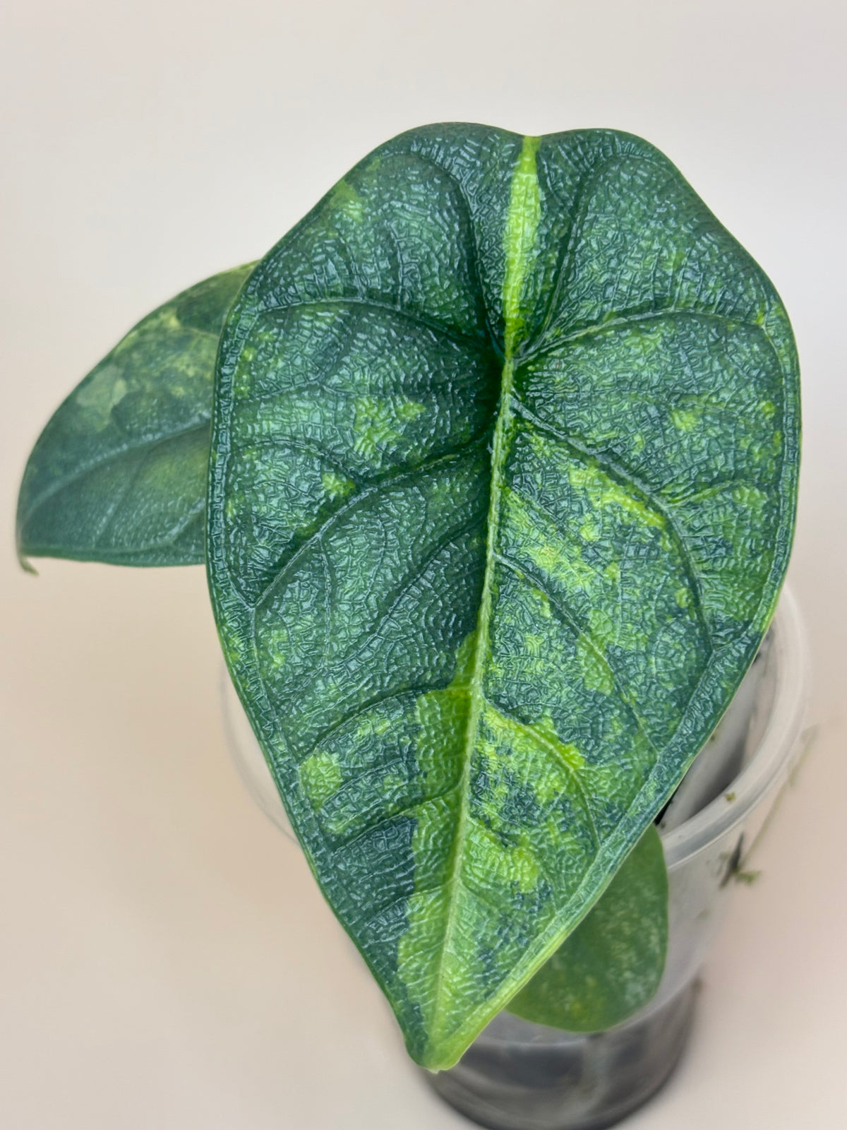 Alocasia Melo Aurea
