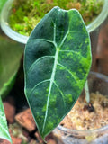 Alocasia Watsoniana Aurea