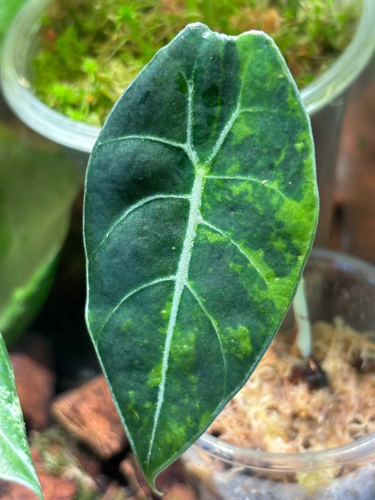 Alocasia Watsoniana Aurea