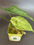 Alocasia Dragons Breath Aurea