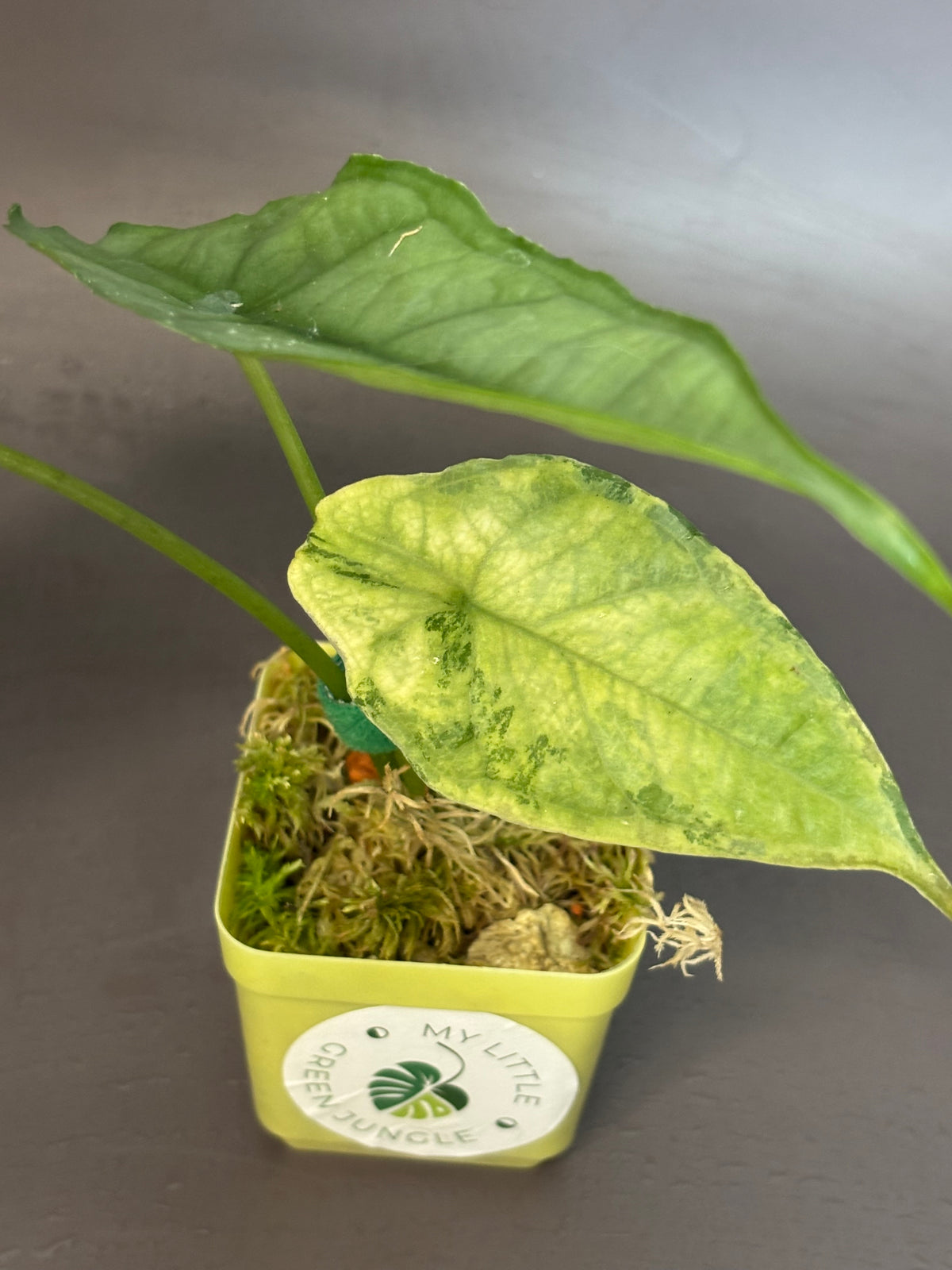 Alocasia Dragons Breath Aurea