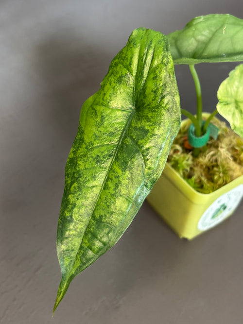 Alocasia Dragons Breath Aurea