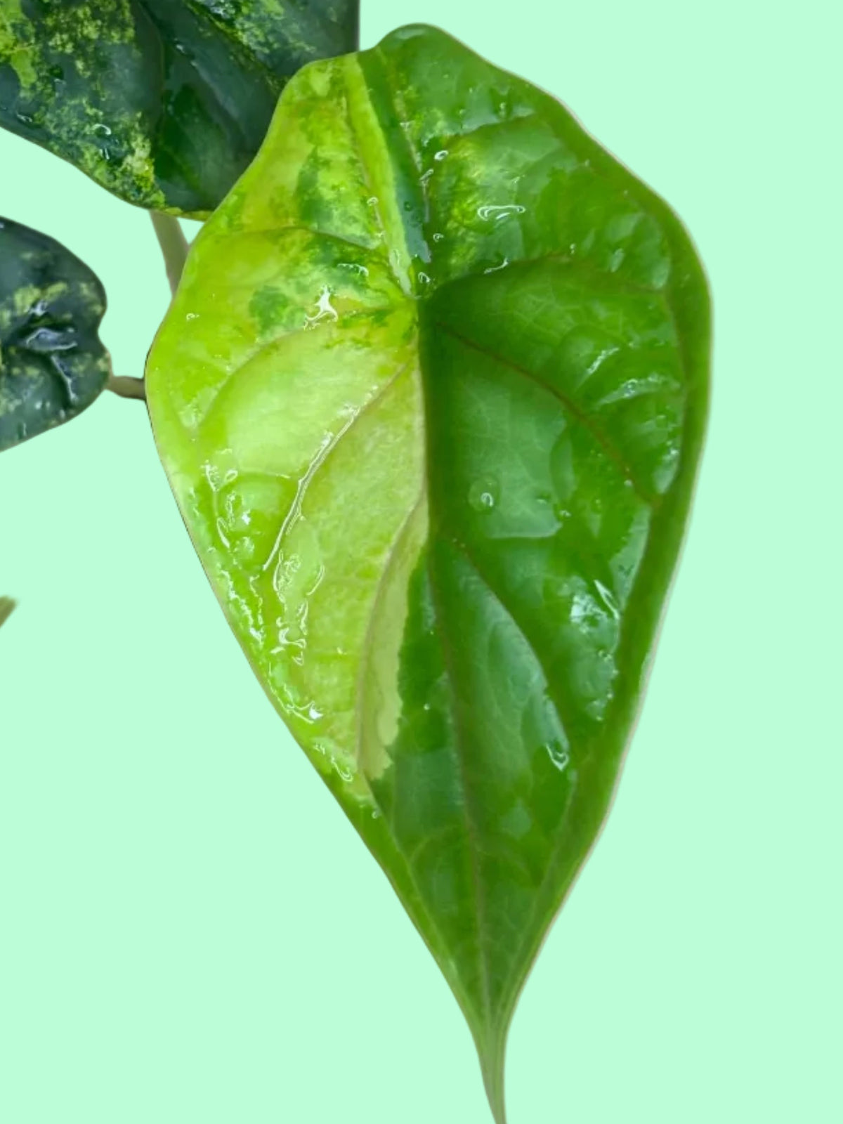 Alocasia Dragon Scale Aurea