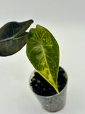 Alocasia Pink Dragon Aurea