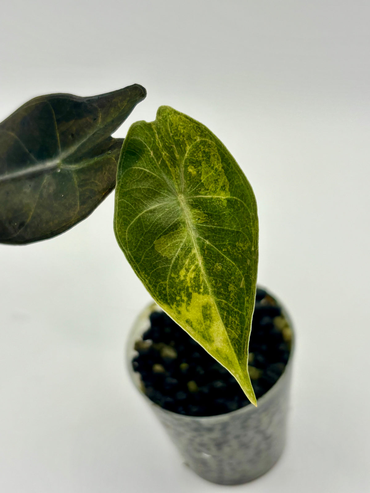 Alocasia Pink Dragon Aurea
