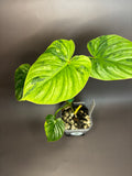 Philodendron Plowmanii Variegata