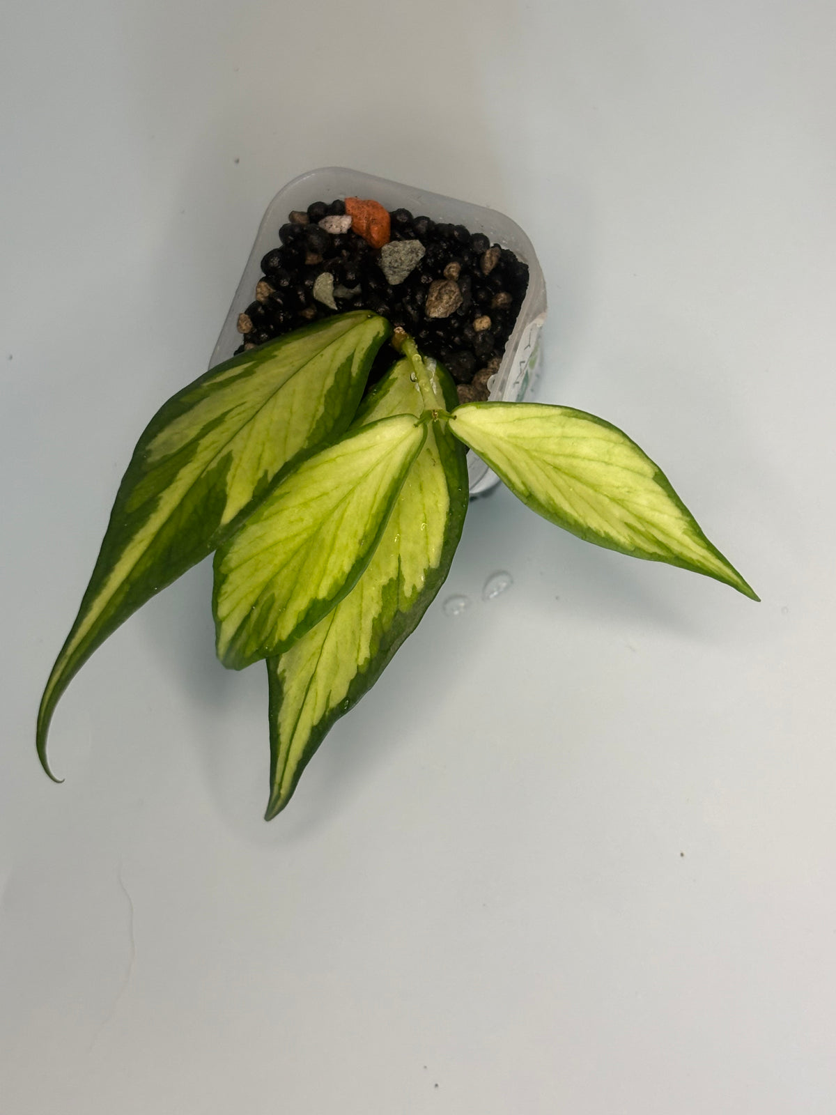 Hoya Polyneura Inner Varigated