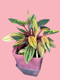 Peperomia caperata Rosso Variegata