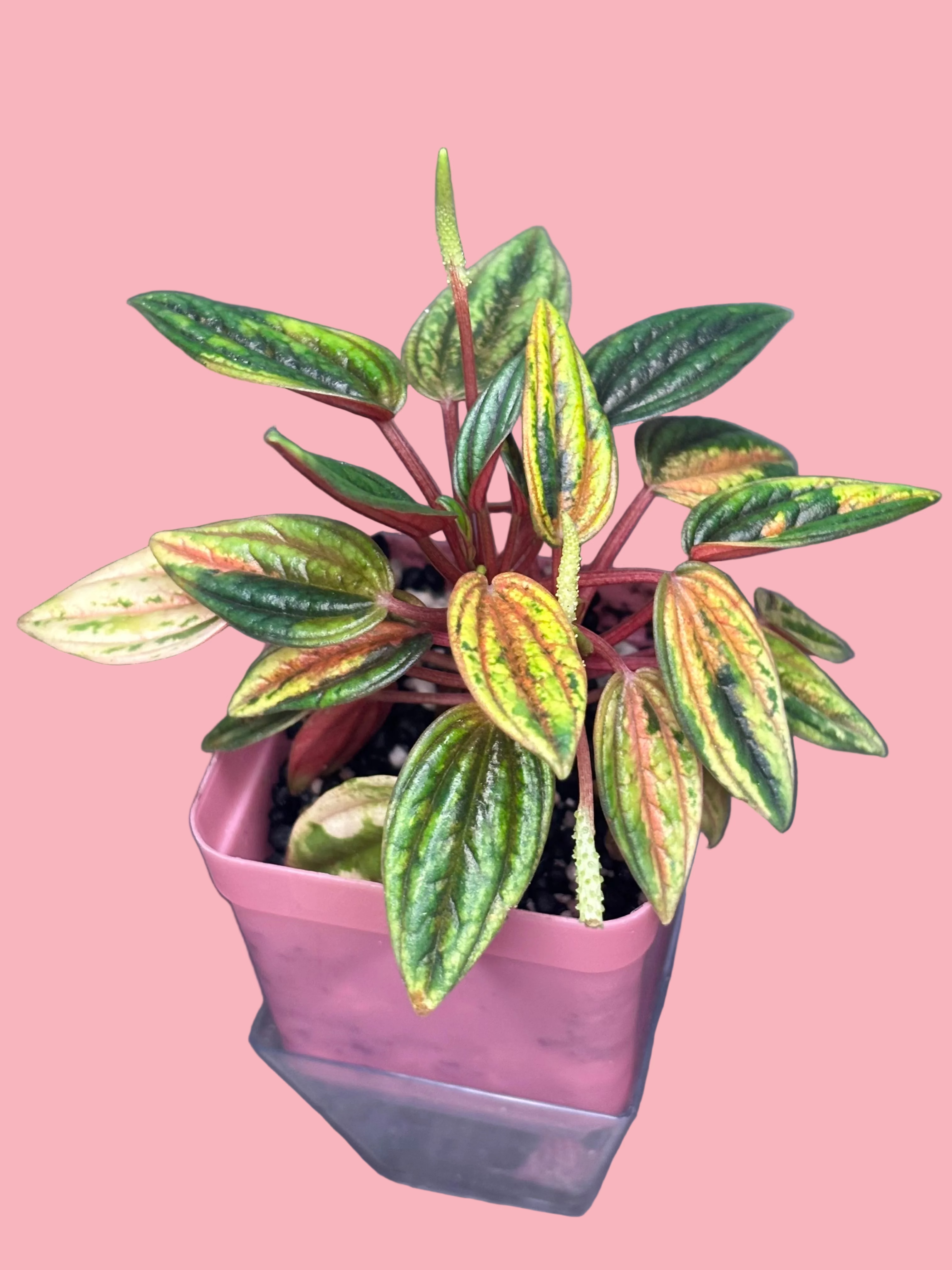 Peperomia caperata Rosso Variegata