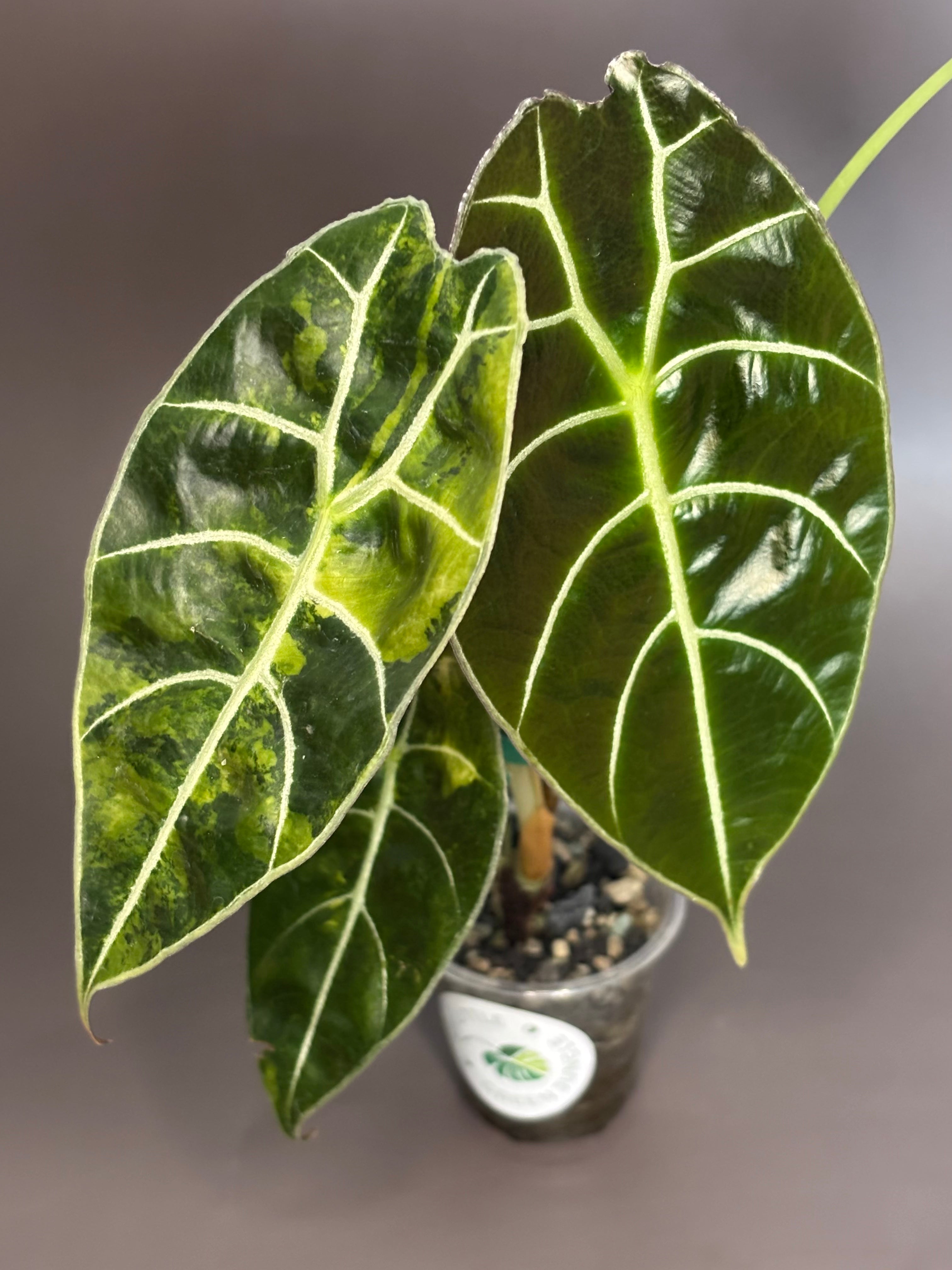 Alocasia Watsoniana Aurea