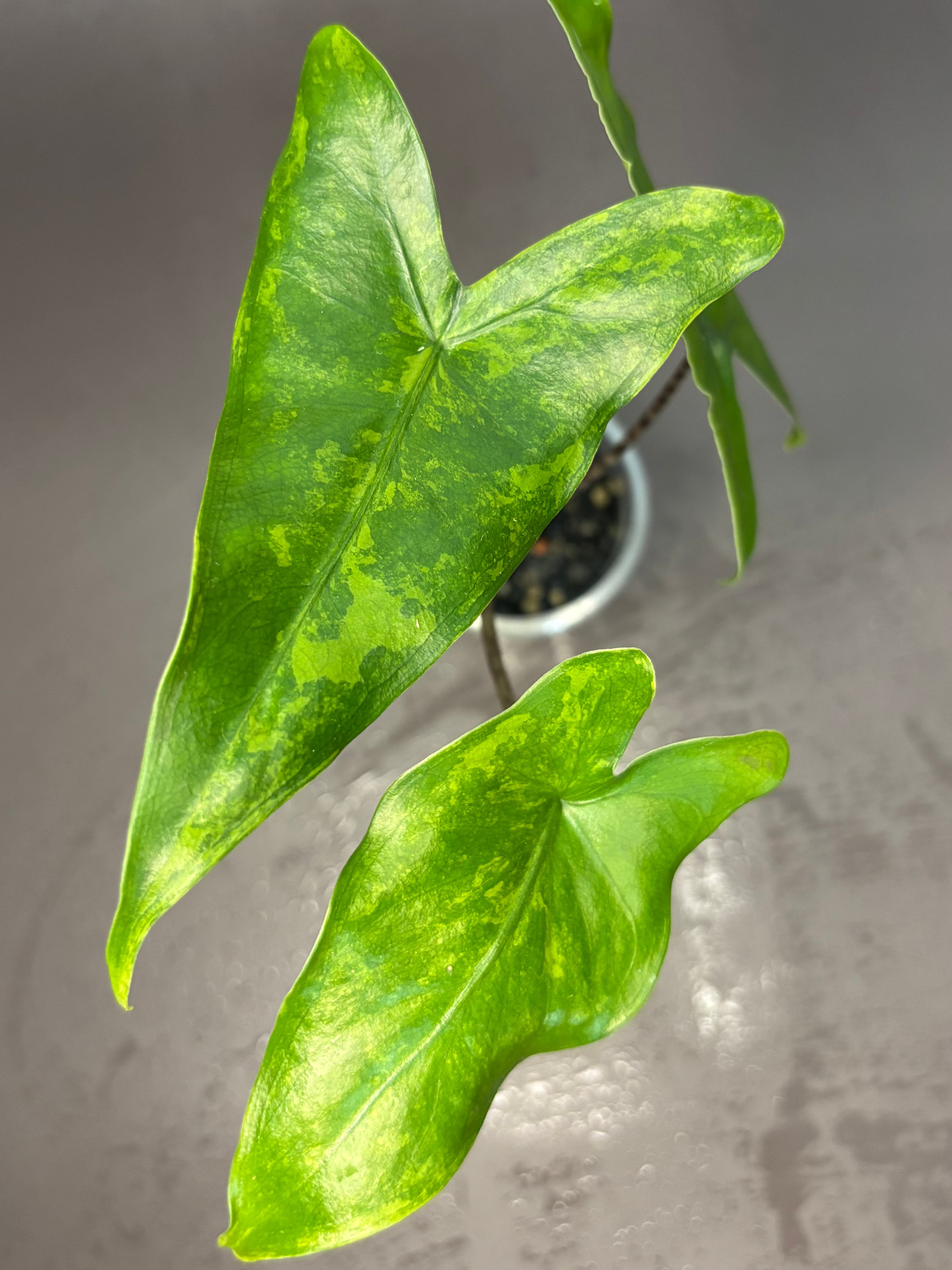 Alocasia tigrina superba variegata